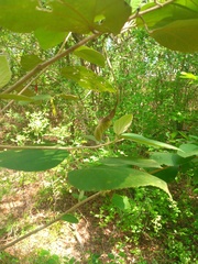 Helicteres baruensis