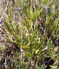 Lavandula canariensis subsp. palmensis image