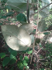 Helicteres baruensis