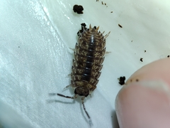 Porcellio debueni