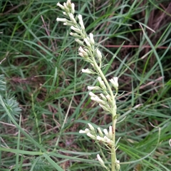 Baccharis coridifolia
