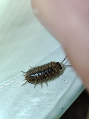 Porcellio debueni