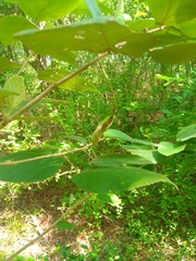 Helicteres baruensis