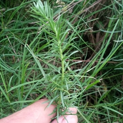 Baccharis coridifolia