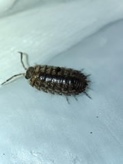 Porcellio debueni