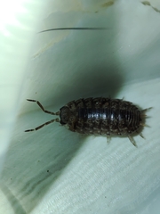 Porcellio debueni