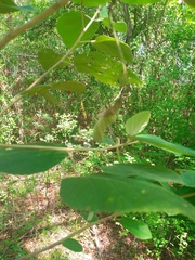 Helicteres baruensis