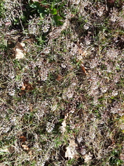 Noccaea caerulescens