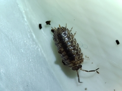 Porcellio debueni