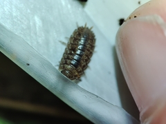 Porcellio debueni
