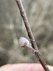 Dasineura serrulatae