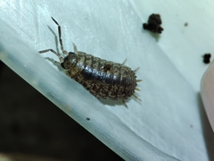 Porcellio debueni