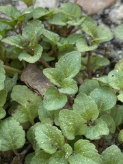 Clinopodium gracile