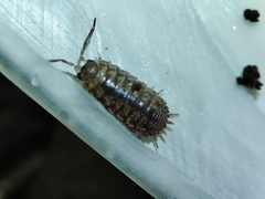 Porcellio debueni