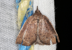 Authaemon stenonipha