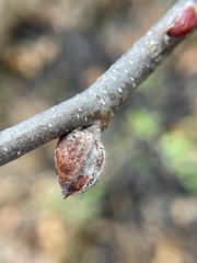 Dasineura serrulatae