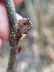 Dasineura serrulatae