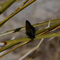 Callophrys mcfarlandi