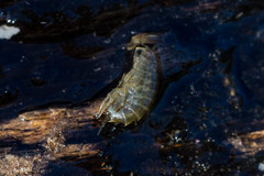 Gammarus roeselii