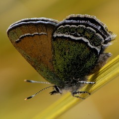 Callophrys mcfarlandi