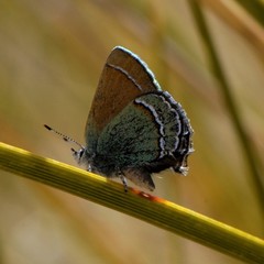 Callophrys mcfarlandi