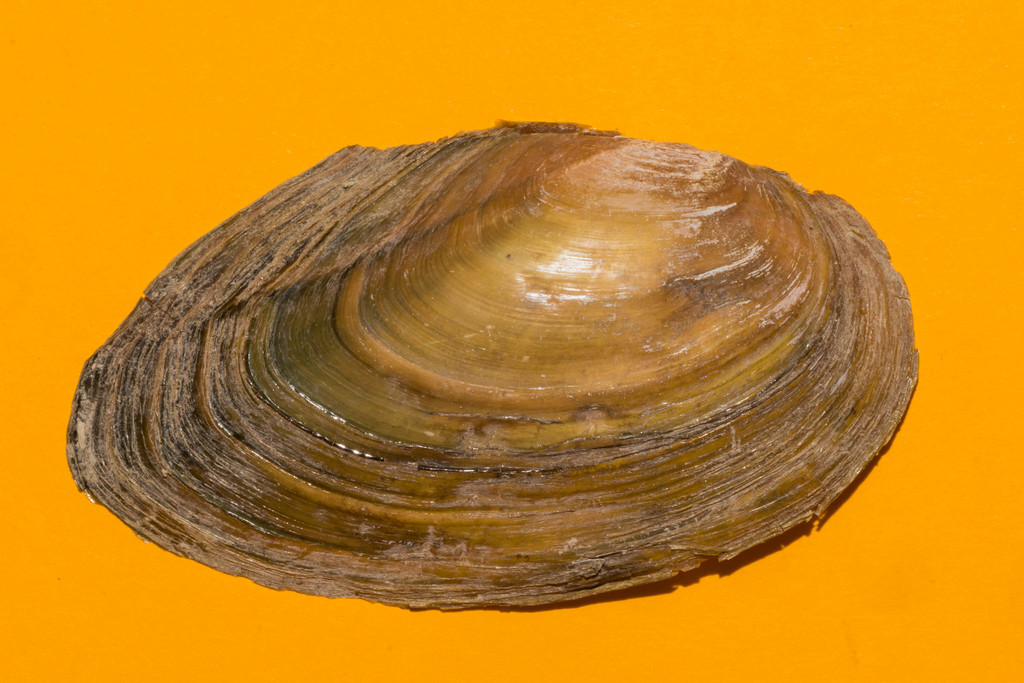 Fretted Anodonta