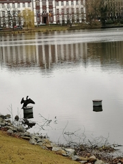 Phalacrocorax carbo
