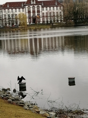 Phalacrocorax carbo