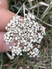 Lomatium canbyi