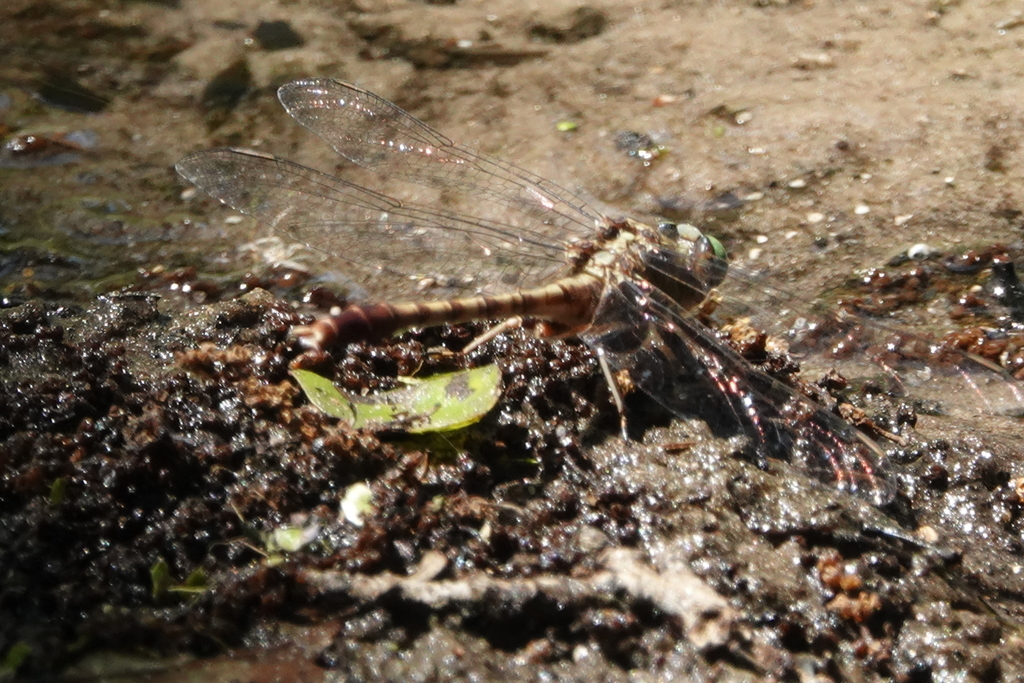 Gray-green Clubtail
