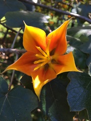 ×chiranthofremontia lenzii