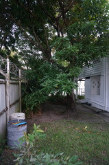 Mangifera indica