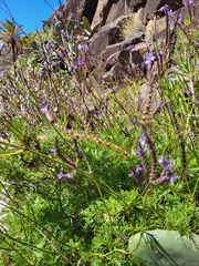 Lavandula canariensis subsp. gomerensis image