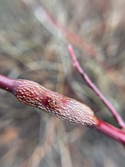 Neolasioptera cornicola