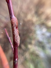 Neolasioptera cornicola