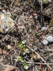 Apiastrum angustifolium