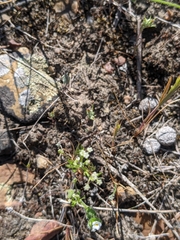 Apiastrum angustifolium