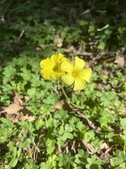 Oxalis pes-caprae