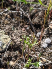 Apiastrum angustifolium