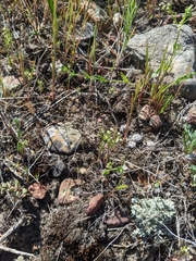 Apiastrum angustifolium