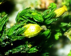 Orthotrichum stellatum