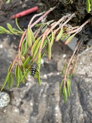 Placosternus crinicornis