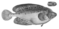 Ragfish photo 2