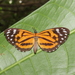 Stalachtis magdalena - Photo (c) Lepidoptera Colombiana, algunos derechos reservados (CC BY-NC), subido por Lepidoptera Colombiana