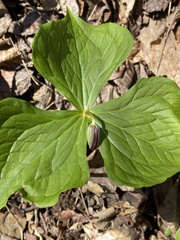 Trillium erectum