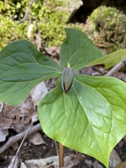 Trillium erectum