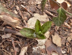 Trillium sessile