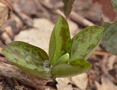 Trillium sessile