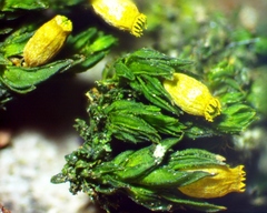 Orthotrichum stellatum