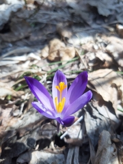 Crocus heuffelianus scepusiensis